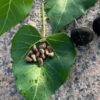 Thespesia populnea seeds
