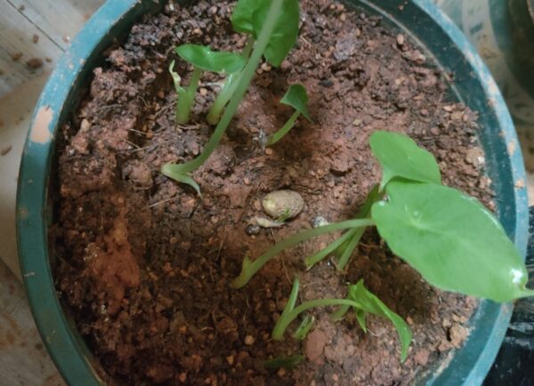 Alocasia macrorrhiza seeds
