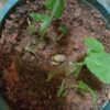 Alocasia macrorrhiza seeds
