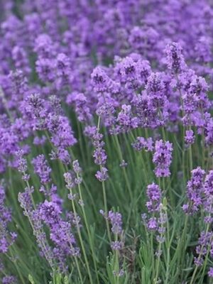 Lavandula angustifolia seeds