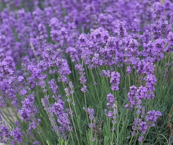 Lavandula angustifolia seeds