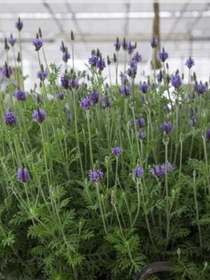 Lavandula pinnata seeds