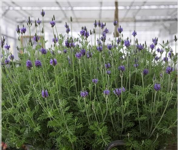 Lavandula pinnata seeds