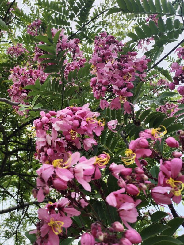 Acacia nodosa cassia nodosa seeds