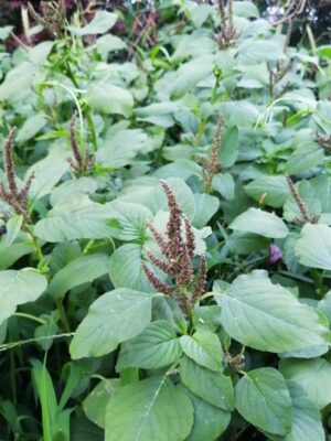 Amaranthus viridis seeds