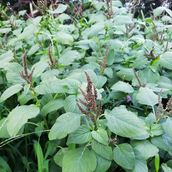 Amaranthus viridis seeds