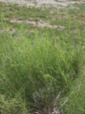 Artemisia desertorum seeds