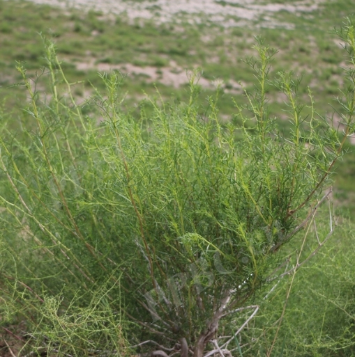 Artemisia desertorum seeds