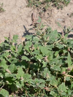 Atriplex tatarica seeds