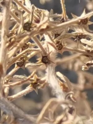 Bassia muricata seeds