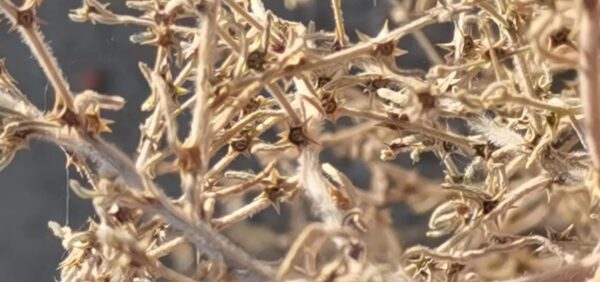 Bassia muricata seeds
