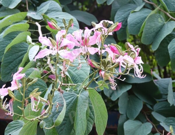 Bauhinia purpurea seeds