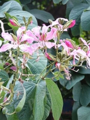 Bauhinia purpurea seeds