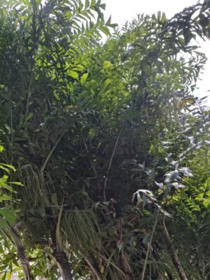 Caryota maxima seeds