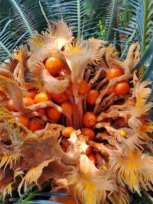 Cycas revoluta seeds