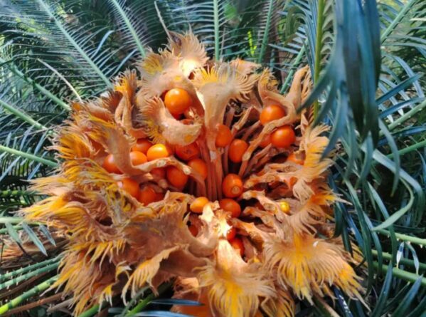 Cycas revoluta seeds