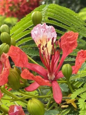 Delonix regia seeds