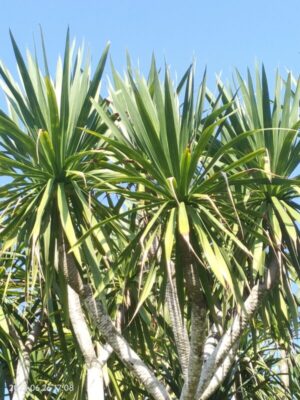Dracaena cochinchinensis seeds