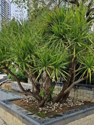 Dracaena draco seeds