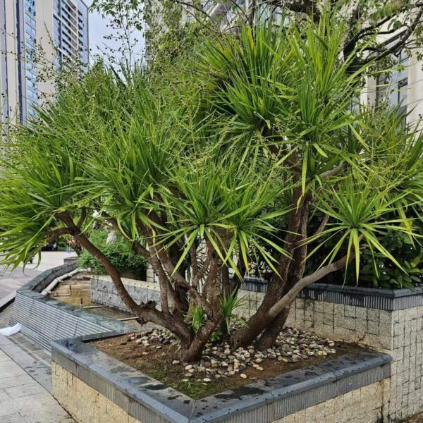 Dracaena draco seeds