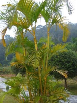Dypsis lutescens seeds