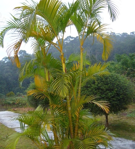 Dypsis lutescens seeds