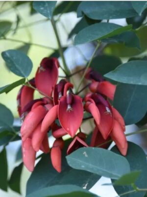 Erythrina crista-galli seeds