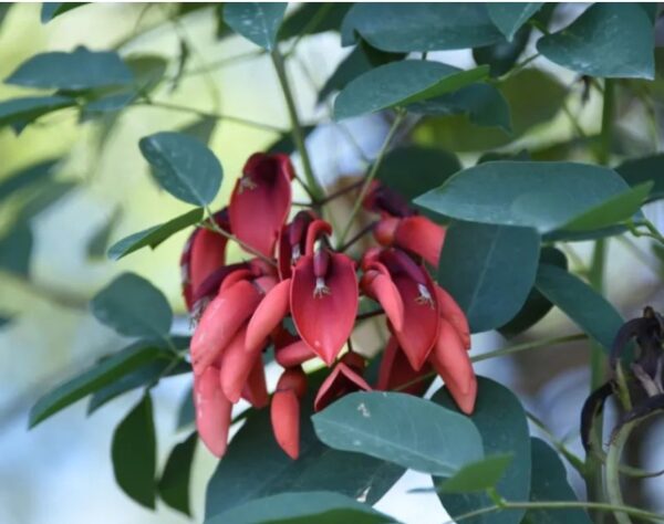 Erythrina crista-galli seeds
