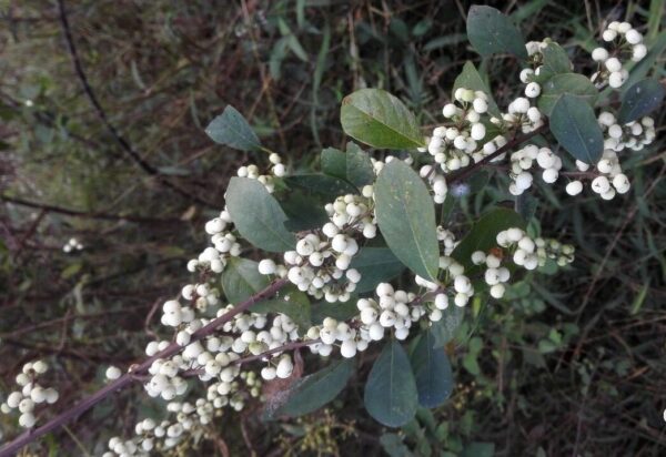 Flueggea virosa seeds