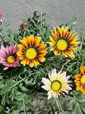 Gazania rigens seeds