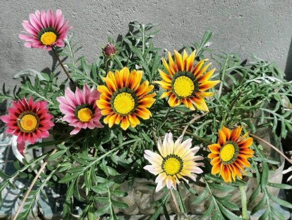 Gazania rigens seeds