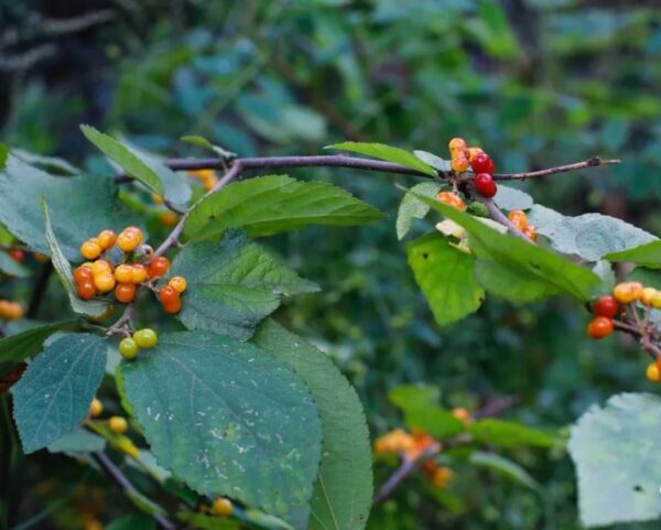 Grewia biloba seeds