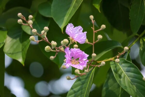 Lagerstroemia speciosa seeds