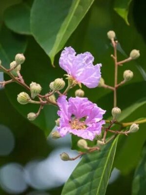 Lagerstroemia speciosa seeds