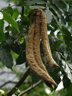 Markhamia stipulata seeds