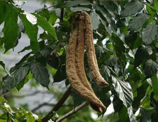 Markhamia stipulata seeds