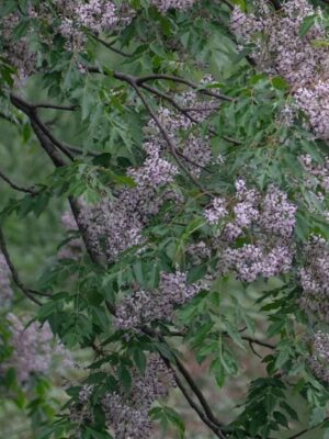 Melia azedarach seeds