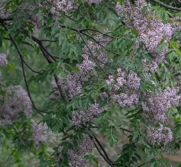 Melia azedarach seeds