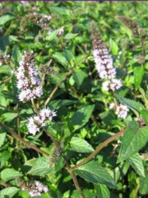 Mentha piperita seeds