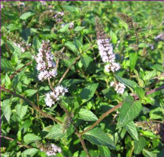 Mentha piperita seeds
