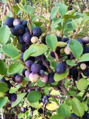 Myrsine africana seeds