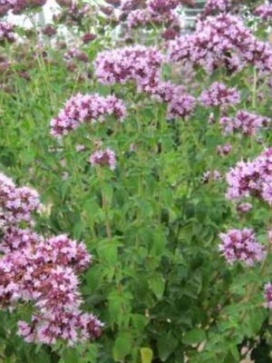 Origanum vulgare seeds