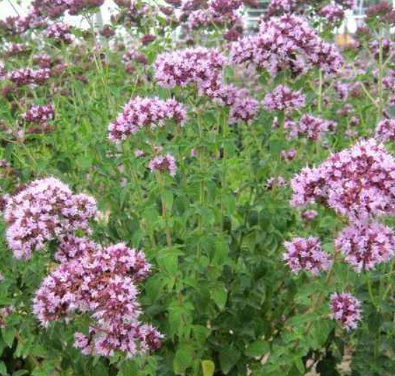 Origanum vulgare seeds
