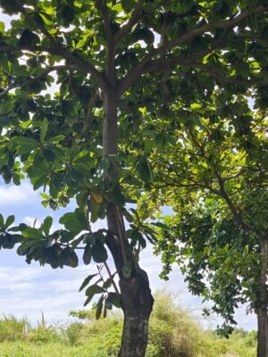 terminalia catappa seeds
