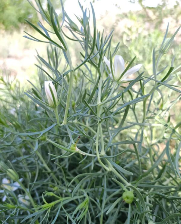 Peganum harmala seeds