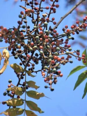 Pistacia chinensis seeds