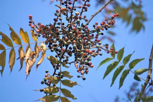 Pistacia chinensis seeds