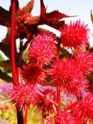 Ricinus communis 'Impala' seeds