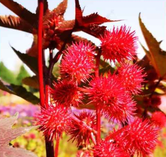 Ricinus communis 'Impala' seeds