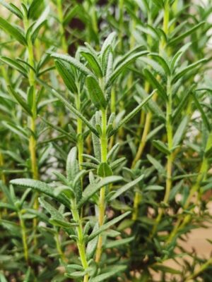 Rosmarinus officinalis seeds